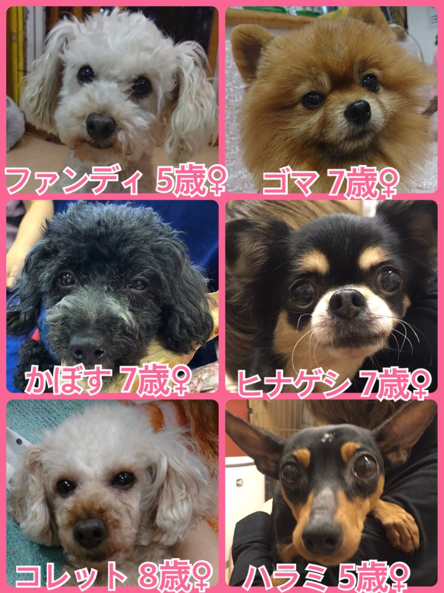 🐾今日の里親様募集中ワンコ🐶メンバーです🐾2019,6,8